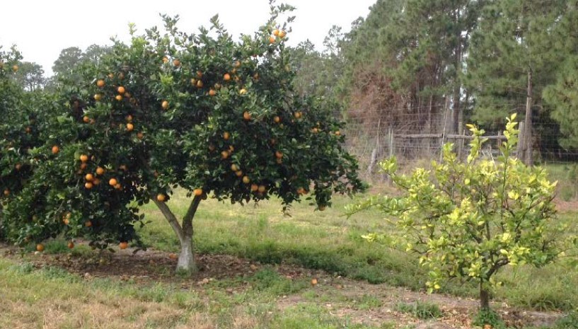 POLYON® - Nutrient Overdose Field Study 